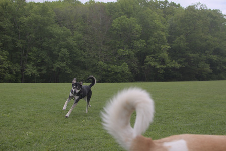 20250525_Dog park with chunky who tries chuck it__DSC0054_.jpg