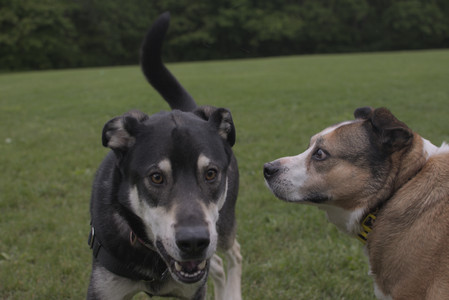 20250525_Dog park with chunky who tries chuck it__DSC0059_.jpg