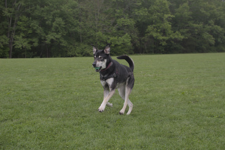 20250525_Dog park with chunky who tries chuck it__DSC0070_.jpg