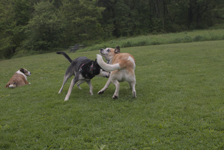 20250525_Dog park with chunky who tries chuck it__DSC0077_.jpg