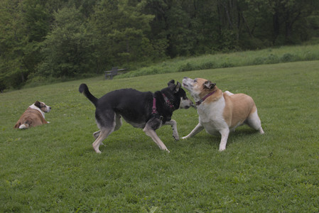 20250525_Dog park with chunky who tries chuck it__DSC0078_.jpg
