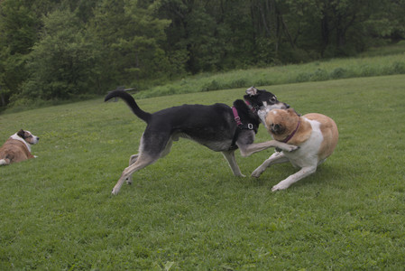 20250525_Dog park with chunky who tries chuck it__DSC0079_.jpg