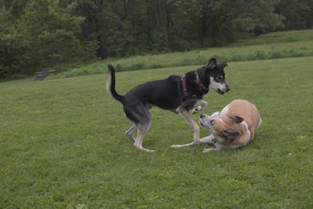 20250525_Dog park with chunky who tries chuck it__DSC0080_.jpg