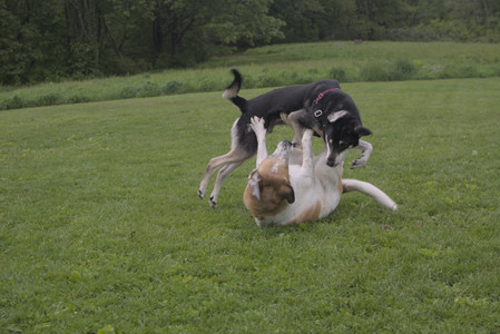 20250525_Dog park with chunky who tries chuck it__DSC0081_.jpg