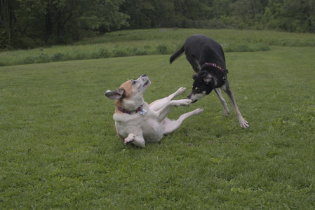 20250525_Dog park with chunky who tries chuck it__DSC0082_.jpg