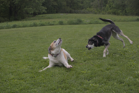 20250525_Dog park with chunky who tries chuck it__DSC0083_.jpg