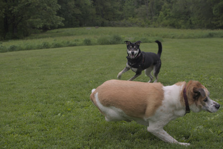 20250525_Dog park with chunky who tries chuck it__DSC0084_.jpg