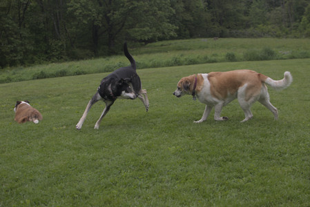 20250525_Dog park with chunky who tries chuck it__DSC0098_.jpg