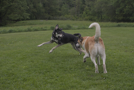20250525_Dog park with chunky who tries chuck it__DSC0106_.jpg