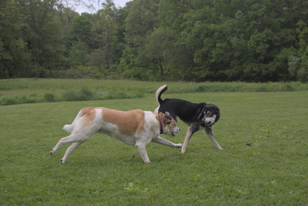 20250525_Dog park with chunky who tries chuck it__DSC0111_.jpg