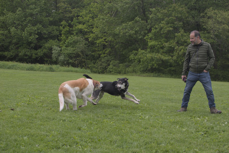 20250525_Dog park with chunky who tries chuck it__DSC0114_.jpg