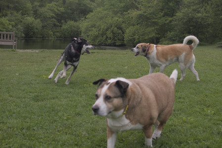 20250525_Dog park with chunky who tries chuck it__DSC0120_.jpg