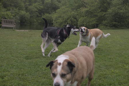 20250525_Dog park with chunky who tries chuck it__DSC0122_.jpg