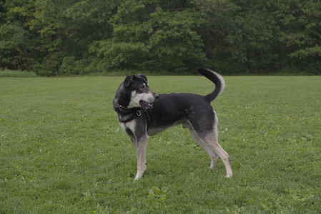 20250525_Dog park with chunky who tries chuck it__DSC0130_.jpg