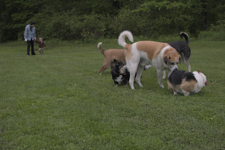 20250525_Dog park with chunky who tries chuck it__DSC0134_.jpg