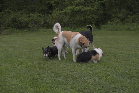 20250525_Dog park with chunky who tries chuck it__DSC0136_.jpg