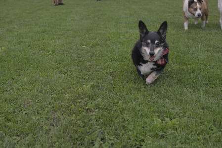 20250525_Dog park with chunky who tries chuck it__DSC0141_.jpg