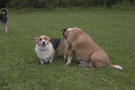 20250525_Dog park with chunky who tries chuck it__DSC0144_.jpg