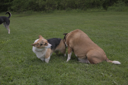 20250525_Dog park with chunky who tries chuck it__DSC0146_.jpg