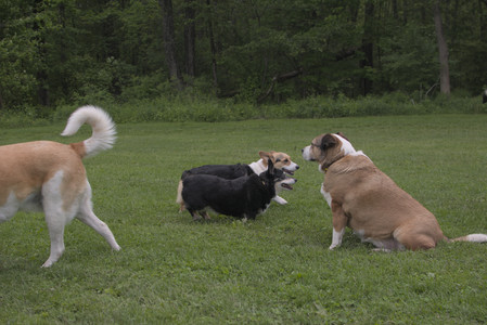 20250525_Dog park with chunky who tries chuck it__DSC0156_.jpg