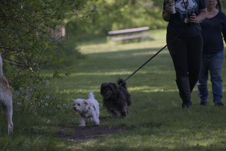 20250526_Cemetary and Hawk and Dog Park__DSC0145_.jpg
