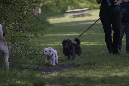 20250526_Cemetary and Hawk and Dog Park__DSC0146_.jpg
