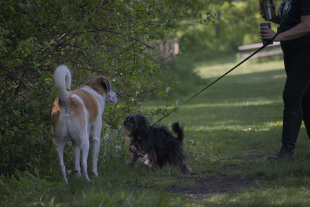 20250526_Cemetary and Hawk and Dog Park__DSC0151_.jpg