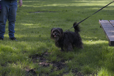 20250526_Cemetary and Hawk and Dog Park__DSC0161_.jpg