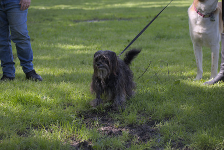 20250526_Cemetary and Hawk and Dog Park__DSC0164_.jpg