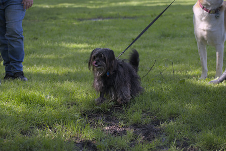 20250526_Cemetary and Hawk and Dog Park__DSC0165_.jpg