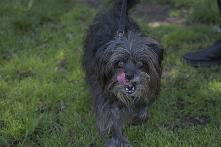 20250526_Cemetary and Hawk and Dog Park__DSC0184_.jpg