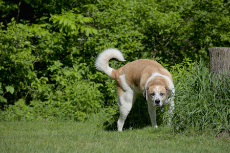 20250526_Cemetary and Hawk and Dog Park__DSC0233_.jpg