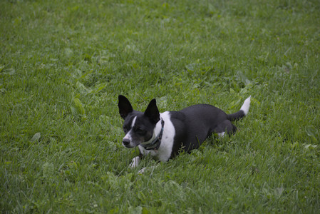 20250531_Flowers and Dog Park__DSC0026_.jpg