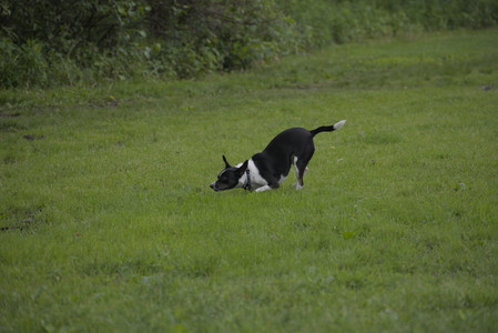 20250531_Flowers and Dog Park__DSC0033_.jpg