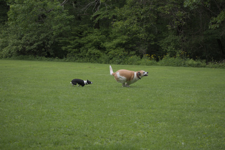 20250531_Flowers and Dog Park__DSC0039_.jpg