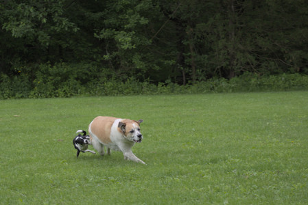 20250531_Flowers and Dog Park__DSC0043_.jpg