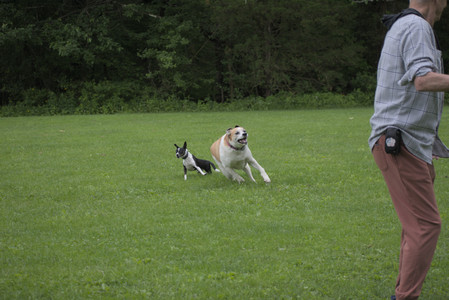 20250531_Flowers and Dog Park__DSC0044_.jpg
