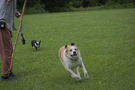 20250531_Flowers and Dog Park__DSC0047_.jpg