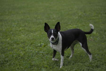 20250531_Flowers and Dog Park__DSC0051_.jpg