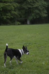 20250531_Flowers and Dog Park__DSC0057_.jpg