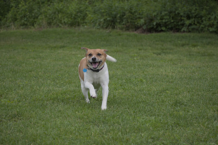 20250531_Flowers and Dog Park__DSC0088_.jpg