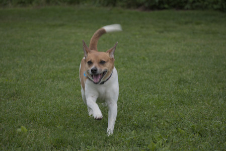 20250531_Flowers and Dog Park__DSC0090_.jpg