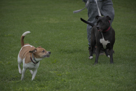 20250531_Flowers and Dog Park__DSC0094_.jpg