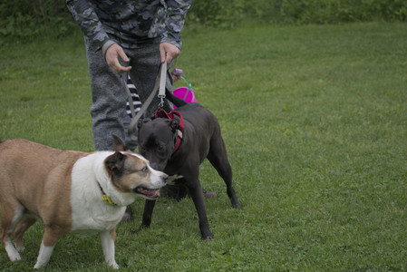 20250531_Flowers and Dog Park__DSC0100_.jpg