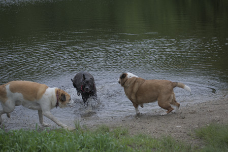 20250531_Flowers and Dog Park__DSC0113_.jpg