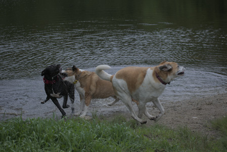 20250531_Flowers and Dog Park__DSC0115_.jpg