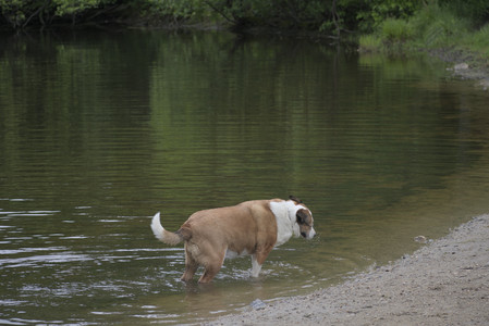 20250531_Flowers and Dog Park__DSC0122_.jpg
