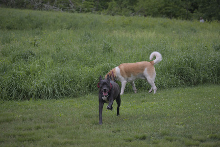 20250531_Flowers and Dog Park__DSC0130_.jpg