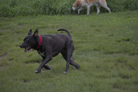 20250531_Flowers and Dog Park__DSC0136_.jpg