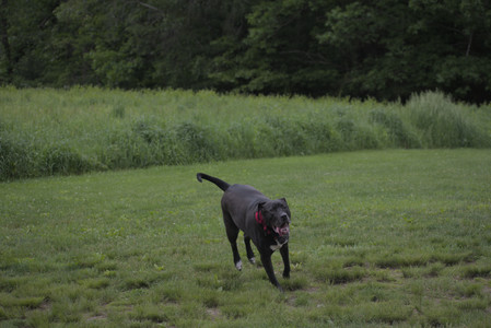 20250531_Flowers and Dog Park__DSC0139_.jpg